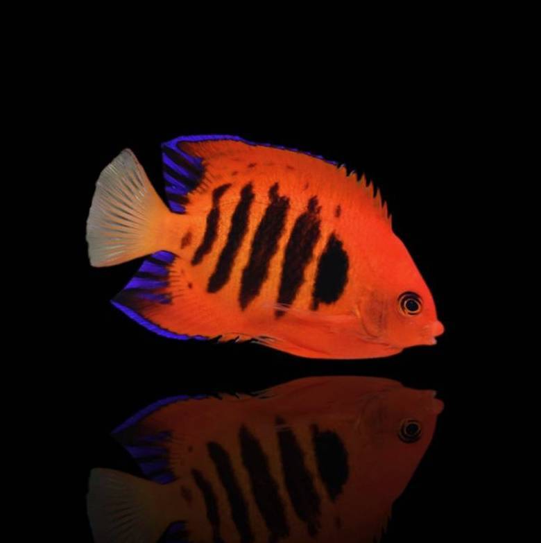 Centropyge loricula – Flammenkaiser