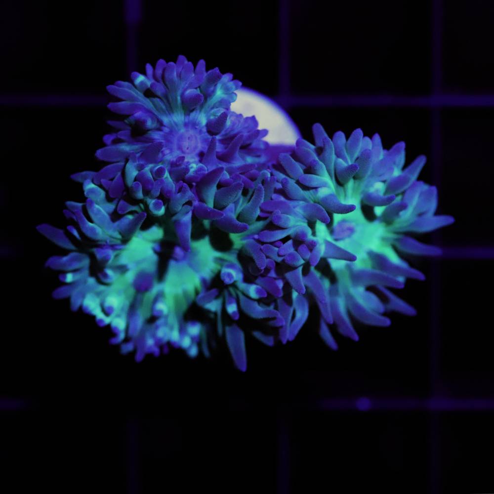 Duncanopsammia axifuga L