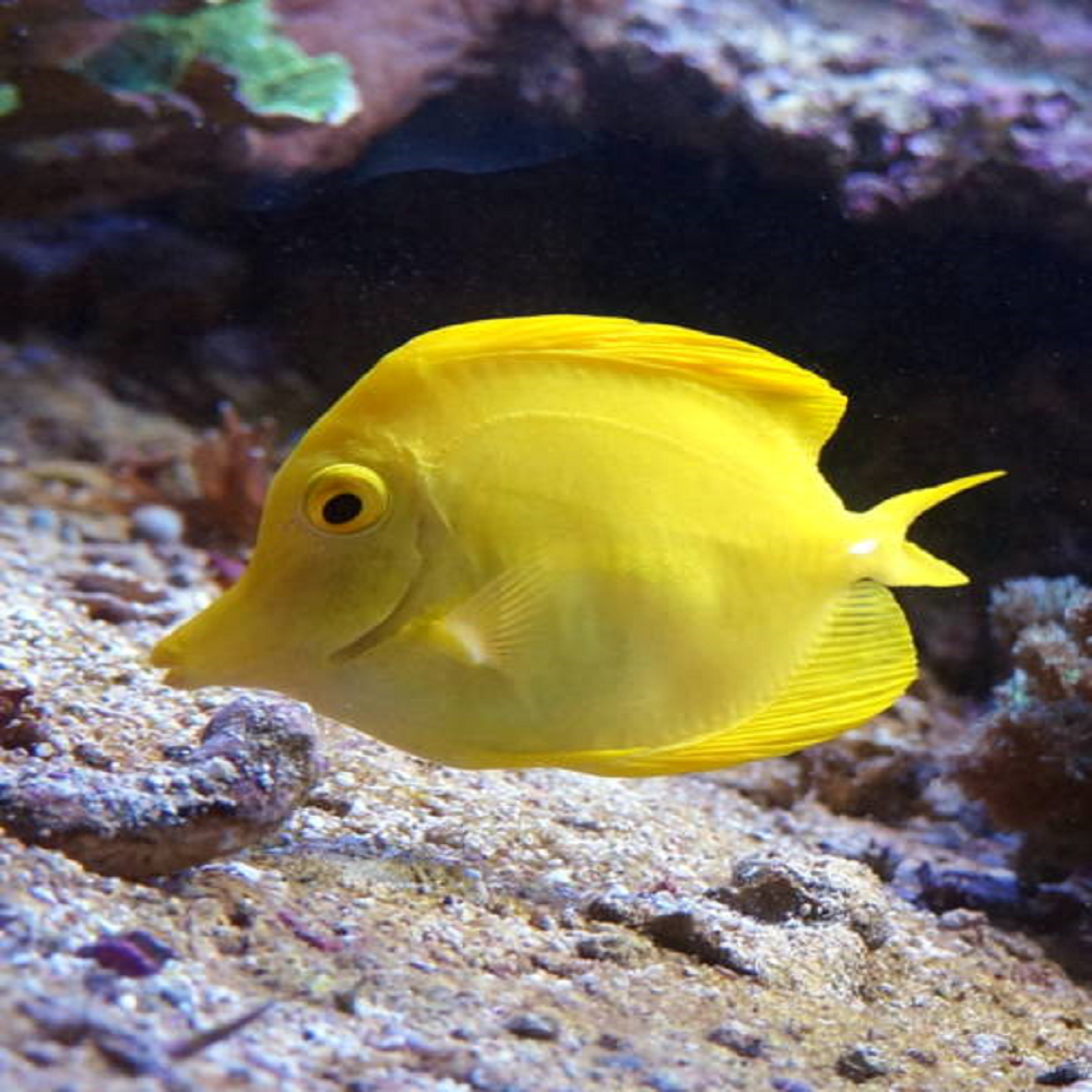 Gelber Doktorfisch