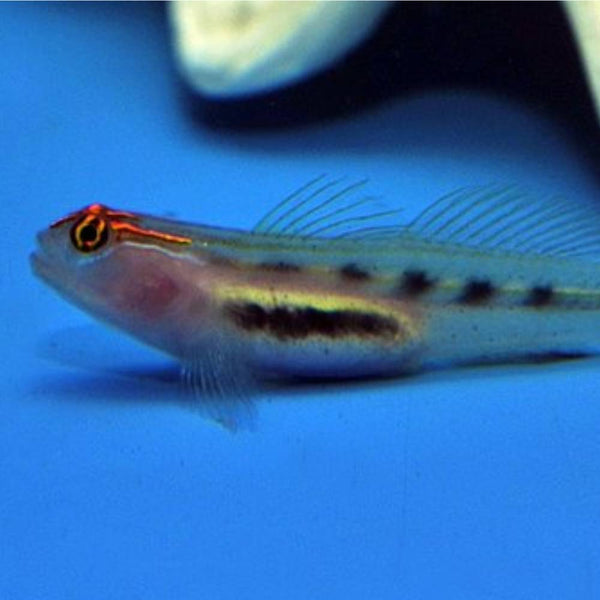 Elacatinus puncticulatus (Rotkopfgrundel) - Nachzucht