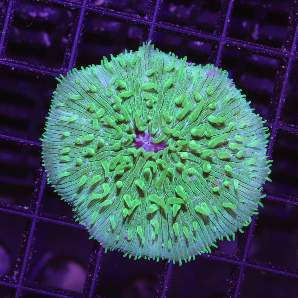 Fungia „Green“