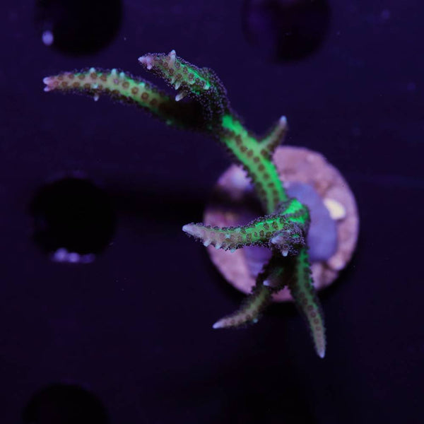 Seriatopora Hystrix Grün M