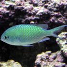 Sonstige Fische