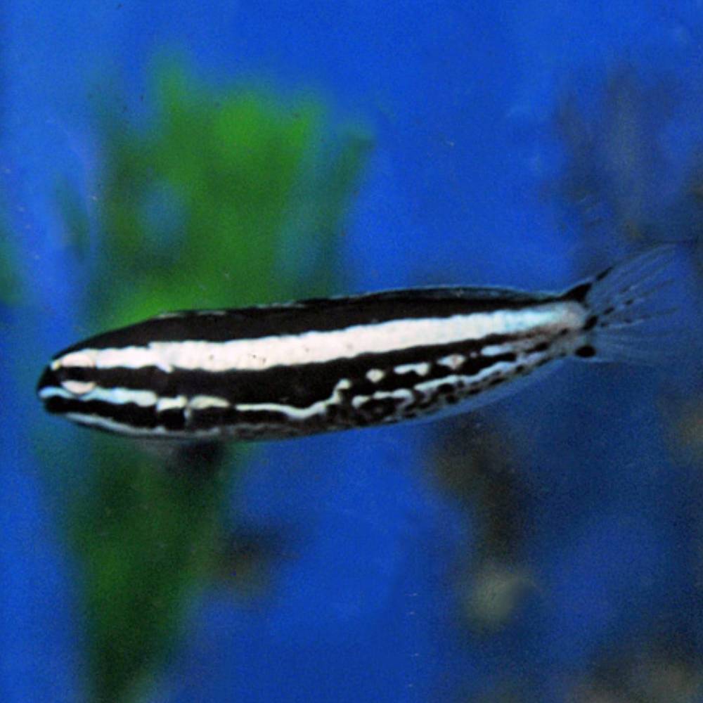 Meiacanthus kamoharai (Kamohara Schleimfisch) Nachzucht