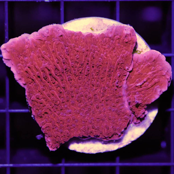 Montipora Foliosa Rot M