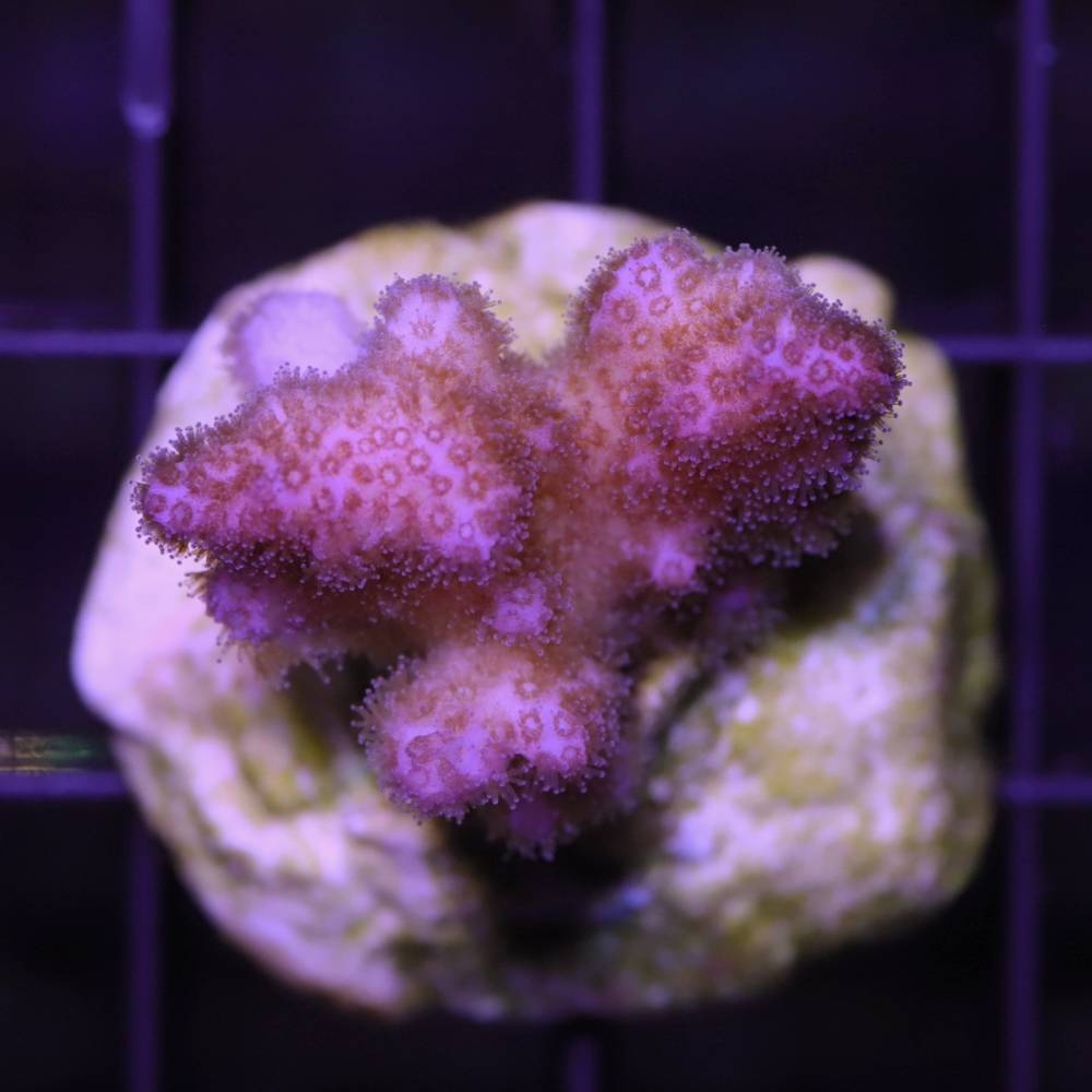 Poccilopora damicornis pink