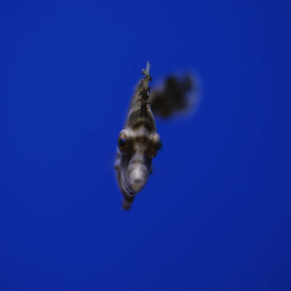 Acreichthys tomentosus Tangfeilenfisch