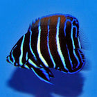 Kaiserfische & Falterfische