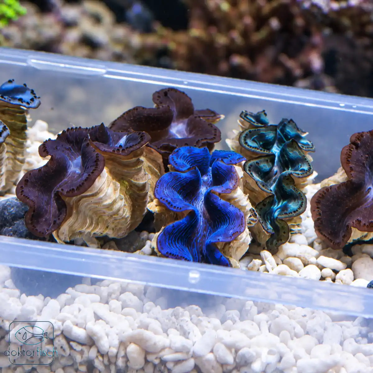 Tridacna Mix 5–6 cm von oben – Beispielabbildung, Farbe und Muster variieren