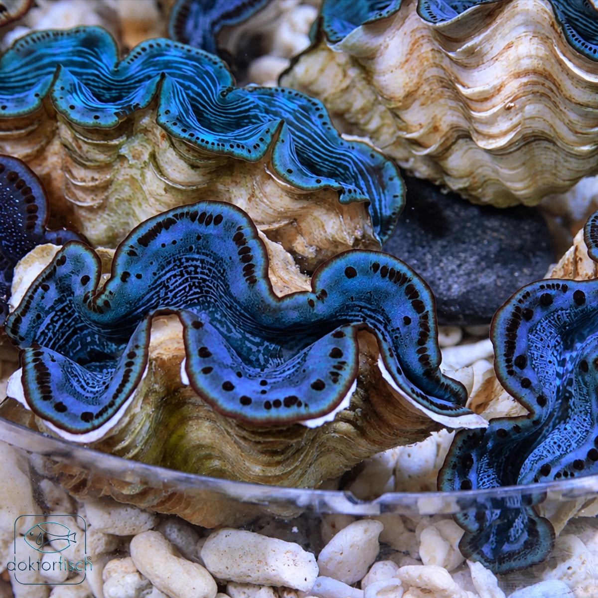 Tridacna Mix 5–6 cm von oben – Beispielabbildung, Farbe und Muster variieren