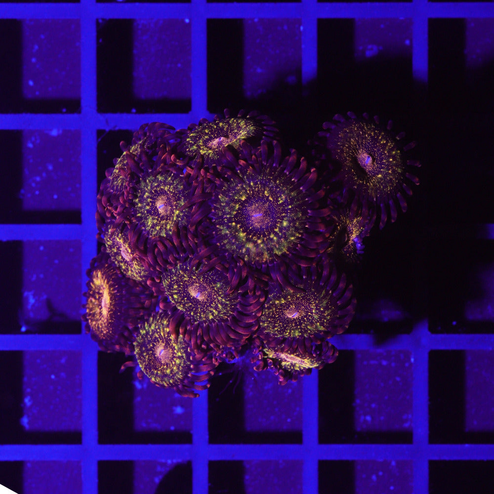 Zoanthus Reverse Space Monster „Krustenanemone“